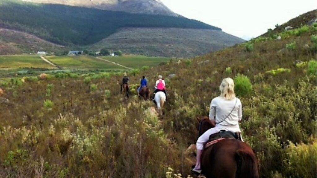 Franschhoek Horseback Outrides offer a unique and immersive way to explore the picturesque landscapes of the Cape Winelands, providing riders with a memorable equestrian experience amid vineyards and scenic trails