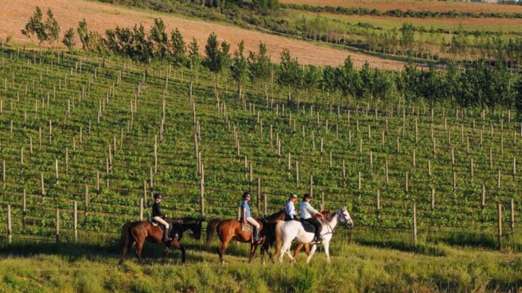 
Horse About Trails and Adventures in Ceres offers a unique and leisurely exploration of the Western Cape's natural beauty, where riders can embark on scenic horseback trails through picturesque landscapes
