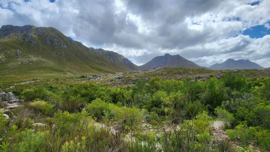 
The Palmiet River Trail in Betty's Bay is a nature lover's delight, offering a scenic hiking experience along the tranquil Palmiet River