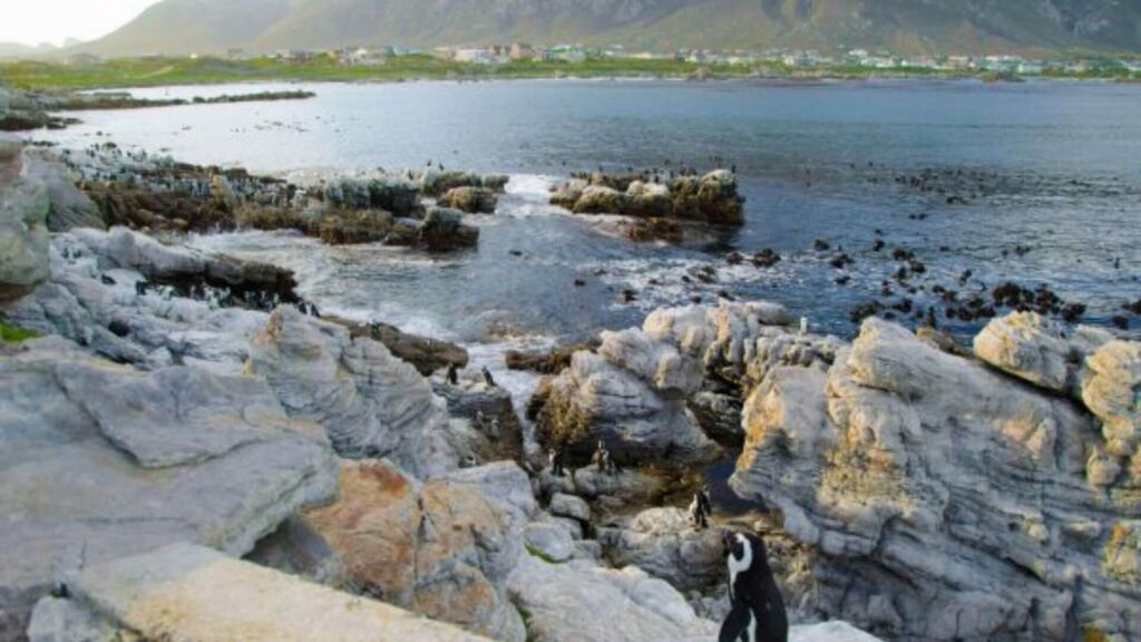 Stony Point Penguin Colony in Betty's Bay is a captivating wildlife sanctuary along the Western Cape coastline, home to a thriving colony of African penguins