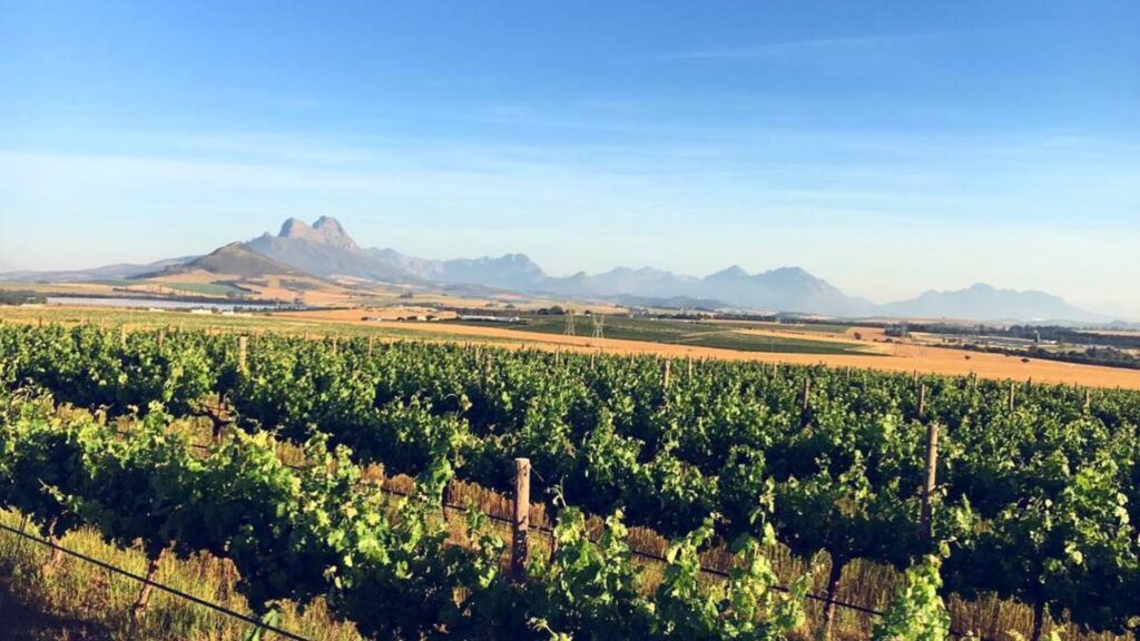 Ubuntu Horse Trails in Stellenbosch offers a unique and enchanting way to explore the beauty of the Cape Winelands, providing unforgettable horseback adventures through vineyards and rolling hills