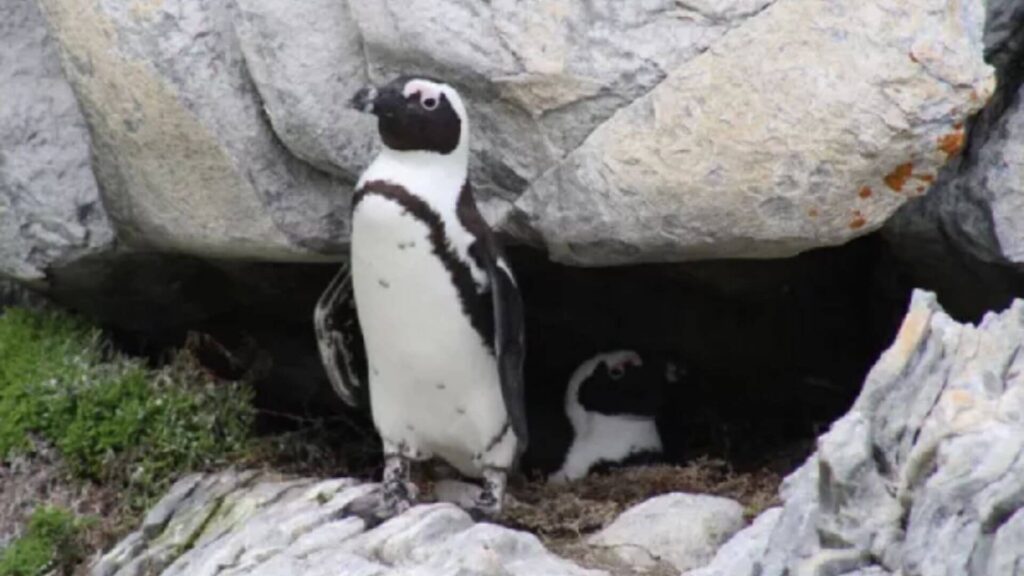 there are penguins in cape town